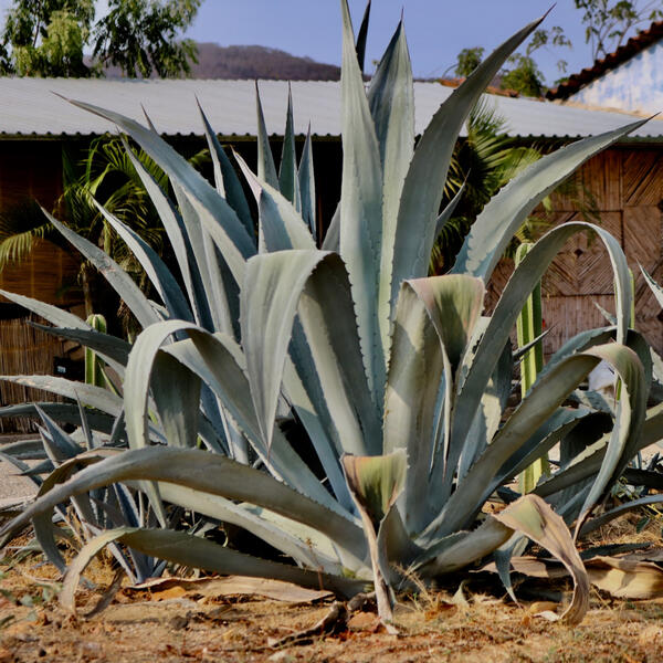 Agave
